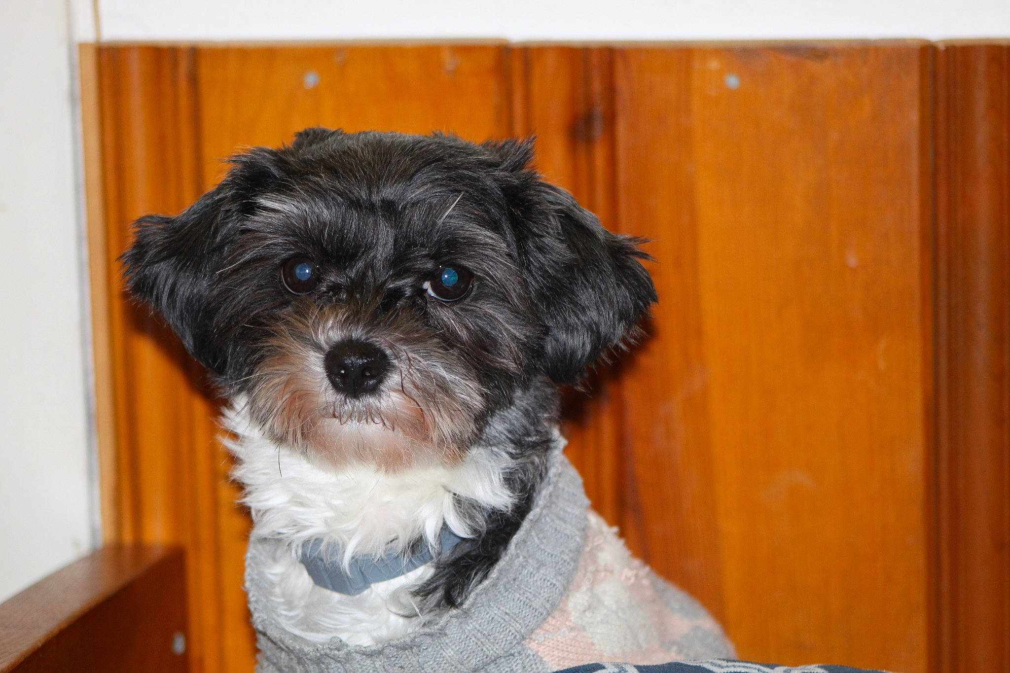 Ari joined the competition — help win amazing prizes! canidae, carnivore, companion_dog, dog, dog_breed, dog_supply, fur, hardwood, liver, mal_shi, maltepoo, shih_poo, small_terrier, sporting_group, terrier, toy_dog, water_dog, wood, working_animal, yorkipoo