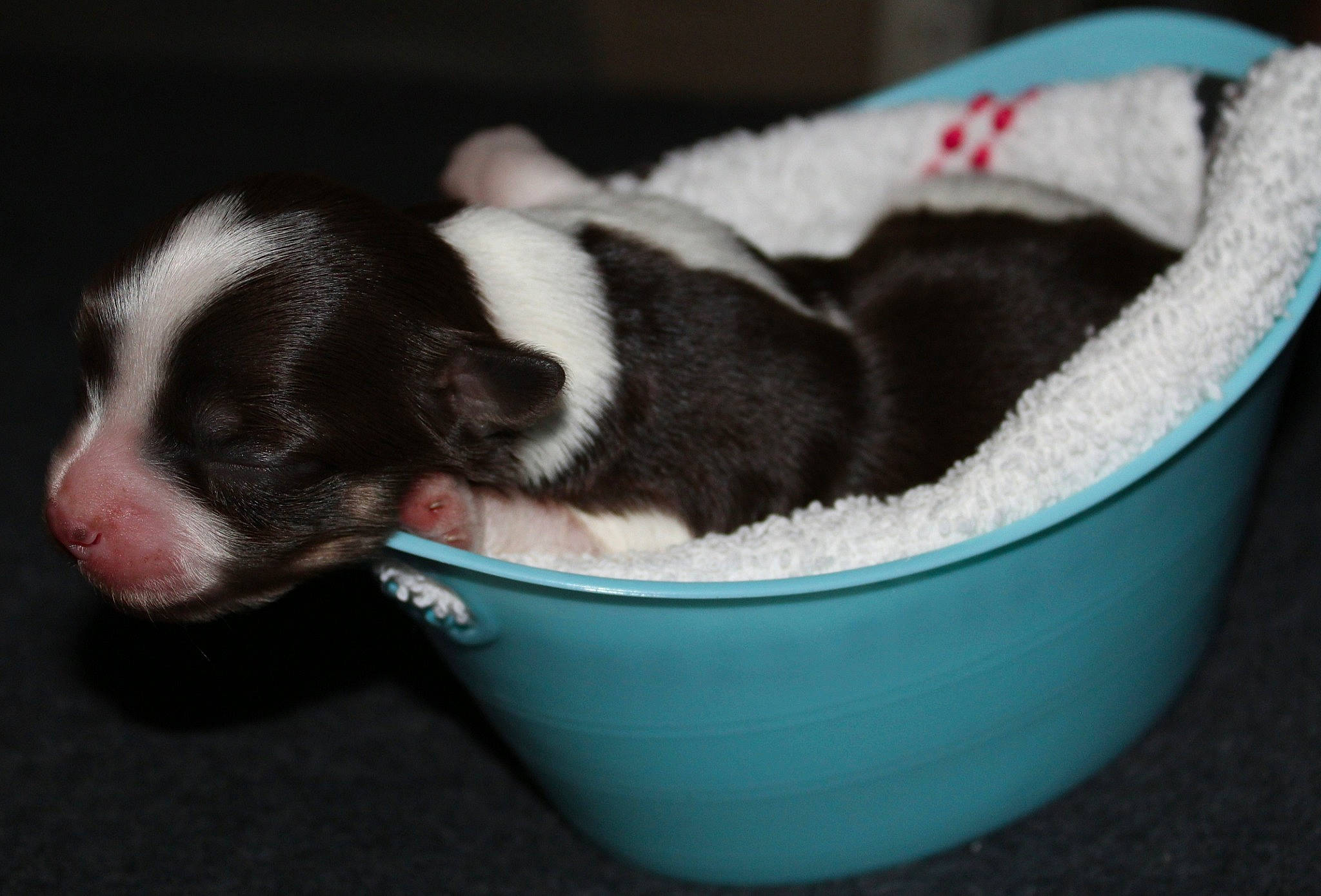 Darling is registered to the contest to win money with this photo: animal_feed, boston_terrier, bowl, canidae, carnivore, cat_supply, comfort, companion_dog, dog, dog_breed, fawn, fur, nap, paw, pet_supply, snout, sporting_group, tail, whiskers, working_animal