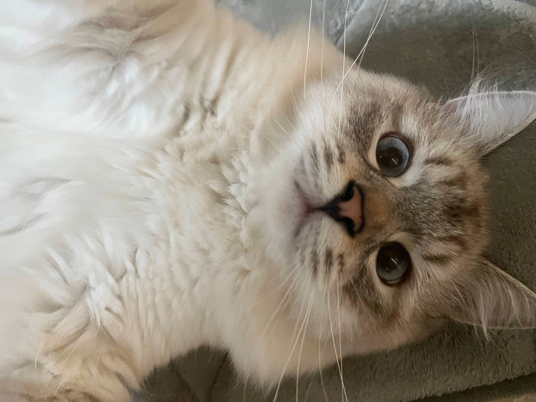 Nikolai joined the competition — help win amazing prizes! carnivore, cat, domestic_short_haired_cat, event, eye, felidae, fur, paw, persian, ragdoll, small_to_medium_sized_cats, terrestrial_animal, whiskers, window