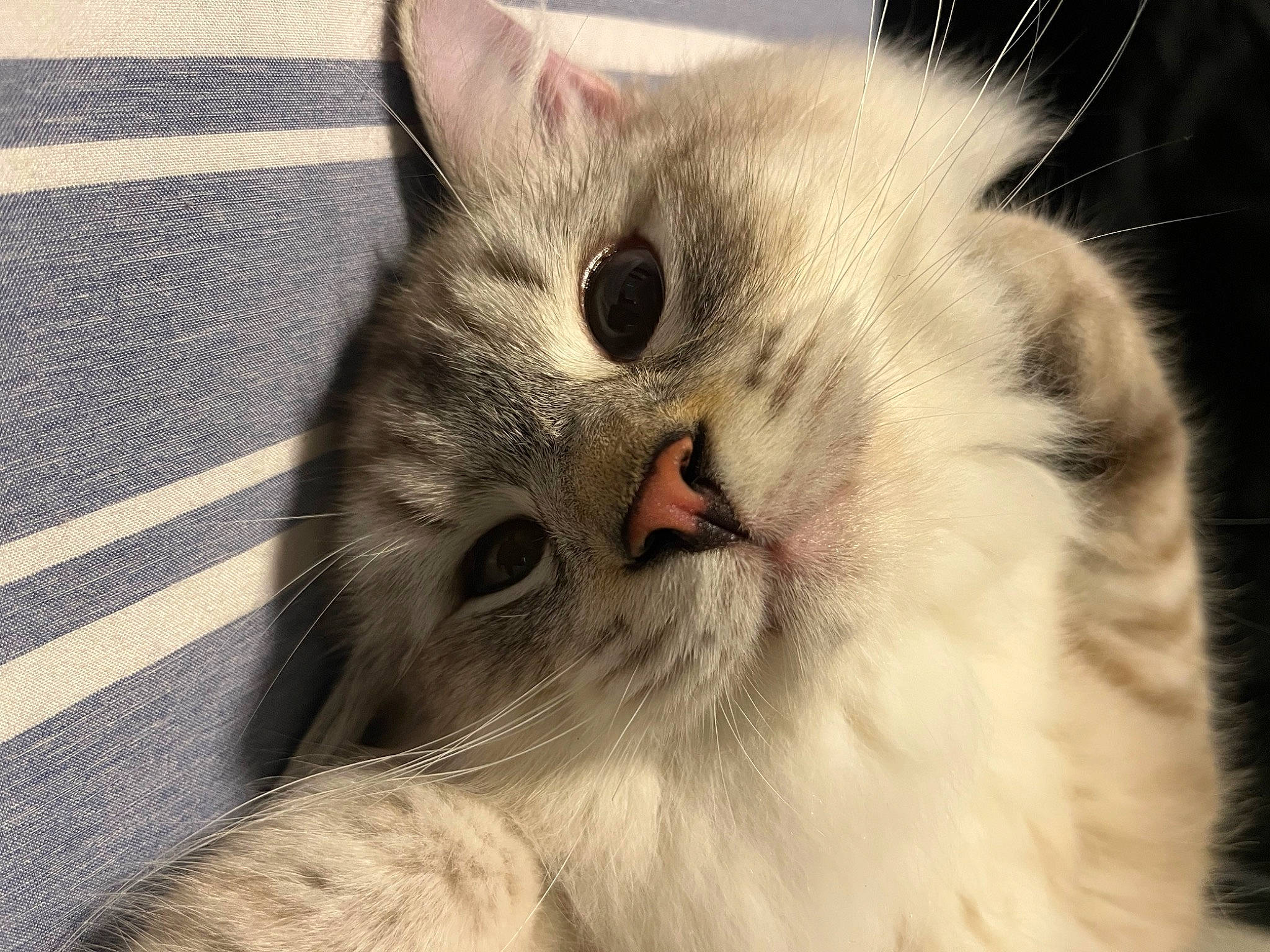 Nikolai is registered to the contest to win money with this photo: carnivore, cat, claw, domestic_short_haired_cat, felidae, fur, paw, small_to_medium_sized_cats, snout, whiskers, window