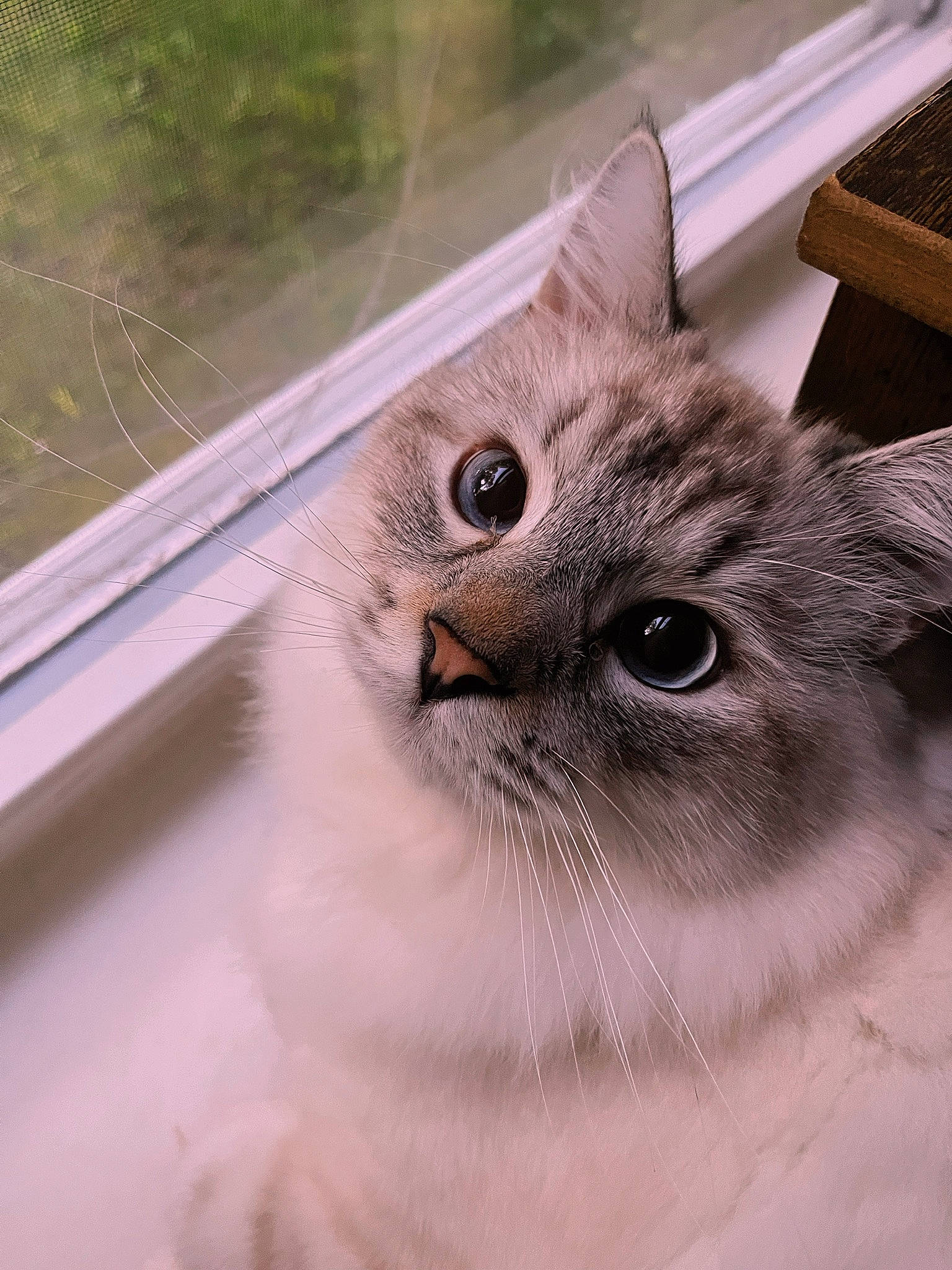 Nikolai joined the competition — help win amazing prizes! balinese, birman, carnivore, cat, domestic_short_haired_cat, fawn, felidae, fur, outdoor_furniture, paw, pet_supply, plant, small_to_medium_sized_cats, snout, thai, whiskers, window, wood