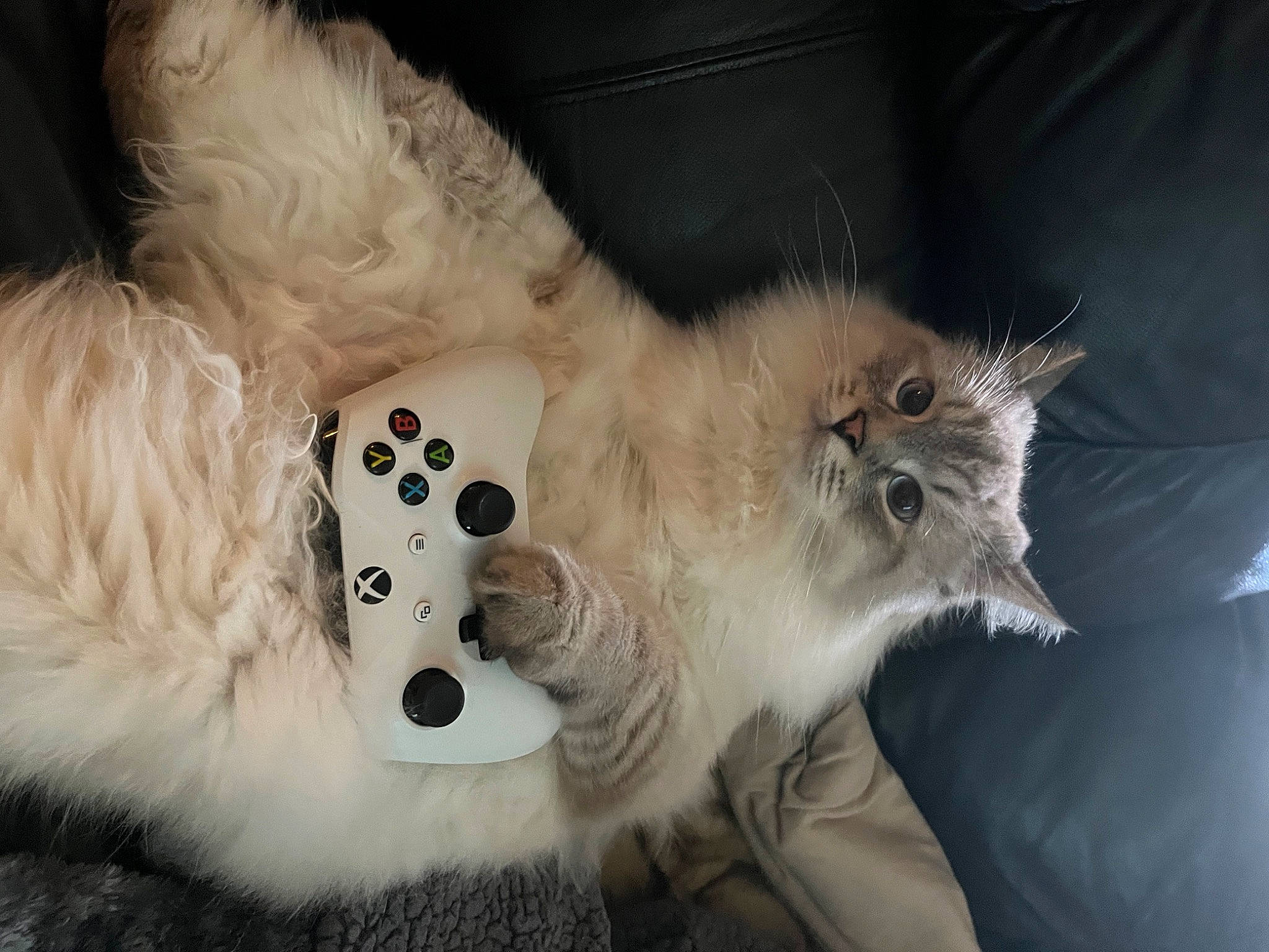 Nikolai is registered to the contest to win money with this photo: british_longhair, canidae, carnivore, cat, claw, companion_dog, dog_breed, fang, fawn, felidae, fur, paw, small_to_medium_sized_cats, snout, tail, terrestrial_animal, whiskers