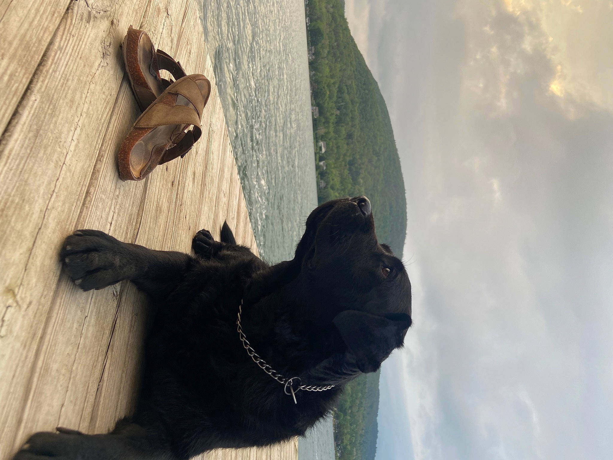 Abby joined the competition — help win amazing prizes! beach, carnivore, cloud, dog, dog_breed, dog_collar, fawn, flooring, fur, gesture, hardwood, shadow, sky, sporting_group, tail, tree, water, wood, wood_stain, working_animal