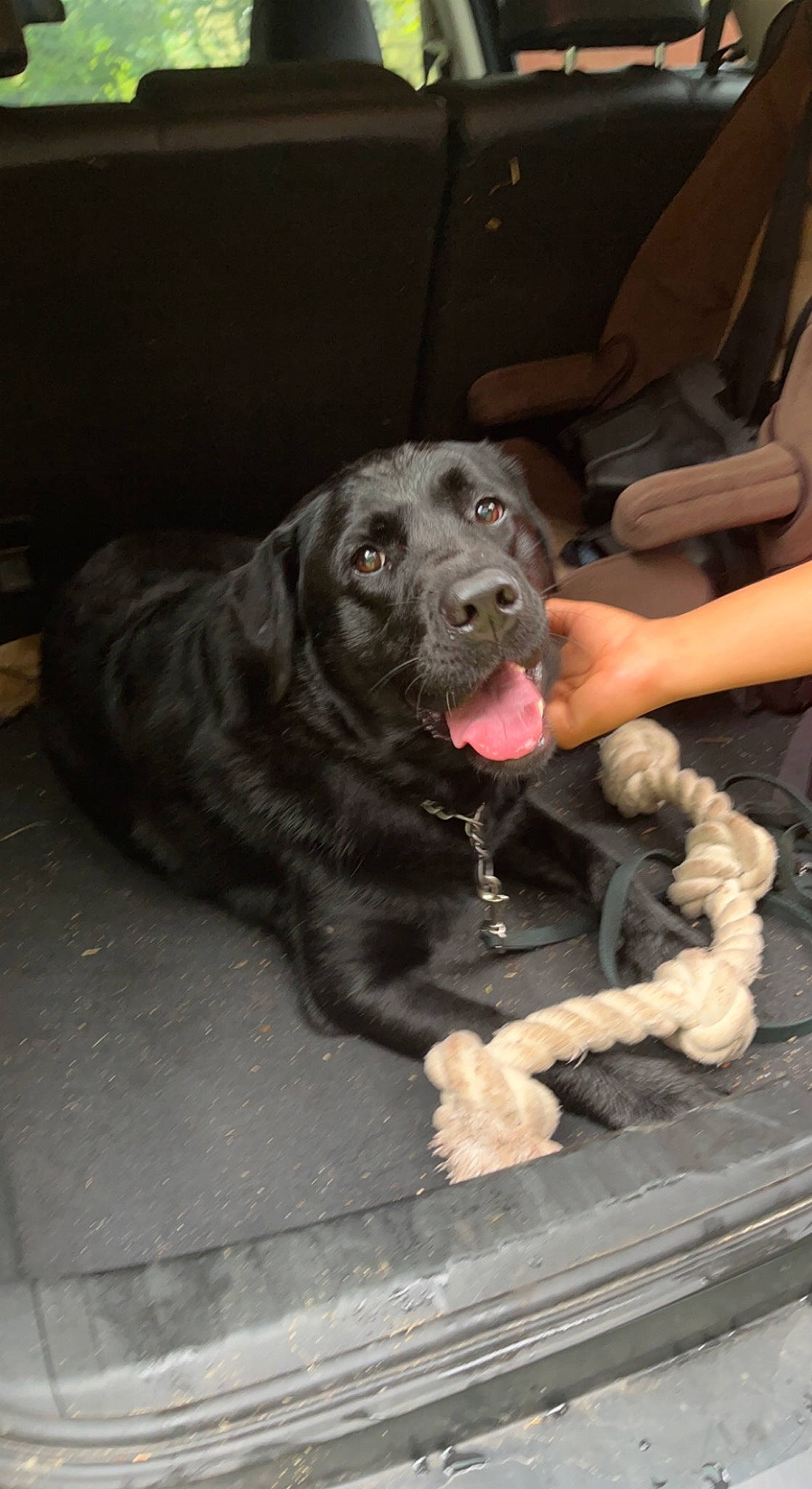 Abby is registered to the contest to win money with this photo: borador, canidae, carnivore, chair, companion_dog, dog, dog_breed, dog_collar, fur, guard_dog, gun_dog, hunting_dog, labrador_retriever, non_sporting_group, puppy, retriever, snout, sporting_group, terrestrial_animal, working_animal