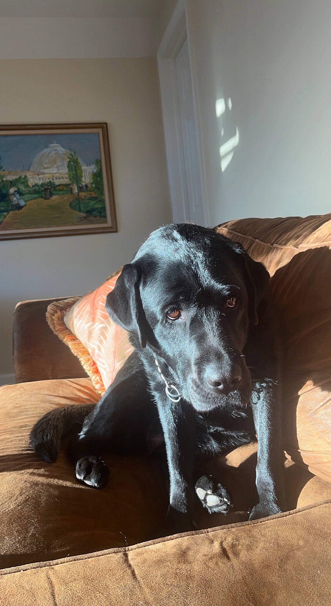 Abby joined the competition — help win amazing prizes! borador, canidae, carnivore, comfort, companion_dog, couch, dog, dog_breed, fawn, flooring, fur, guard_dog, picture_frame, sitting, snout, sporting_group, terrestrial_animal, whiskers, wood, working_animal