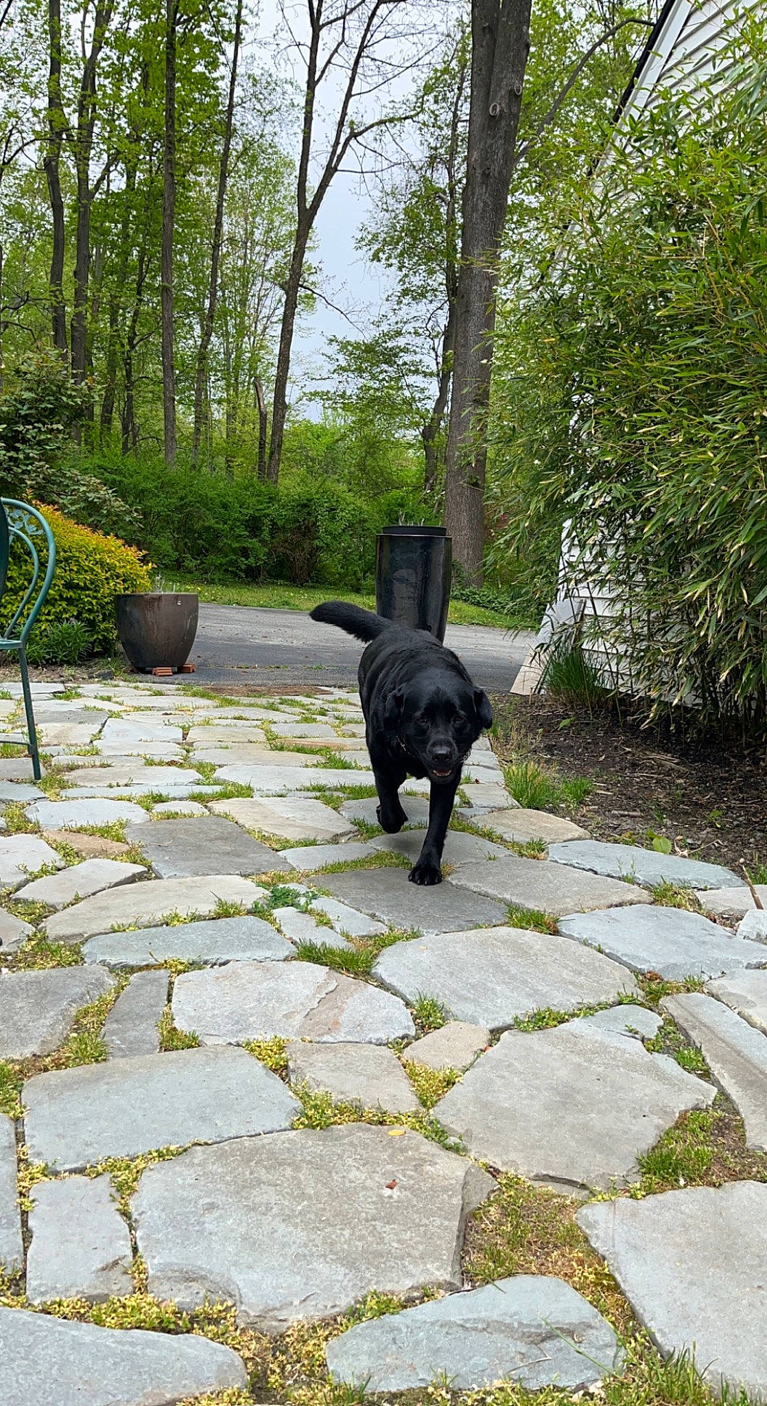 Abby joined the competition — help win amazing prizes! asphalt, carnivore, cobblestone, companion_dog, dog, dog_breed, flagstone, flooring, grass, groundcover, landscaping, lawn, plant, road_surface, shrub, sidewalk, sporting_group, tail, tree, walkway