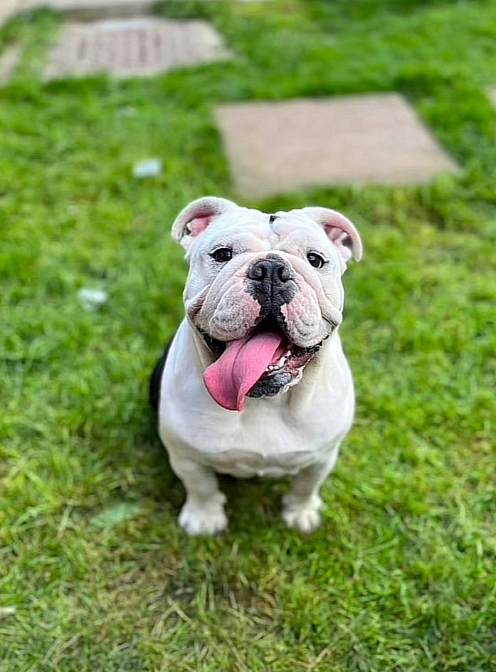 Dottie is registered to the contest to win money with this photo: ancient_dog_breeds, bulldog, carnivore, collar, companion_dog, dog, dog_breed, dog_collar, fawn, grass, groundcover, molosser, non_sporting_group, plant, toy_dog, white_english_bulldog, working_dog, wrinkle