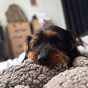Tyson a rejoint le concours — aidez-le/la à gagner de superbes lots ! dog, sleeping, blanket, cozy, close_up, indoor, pet, furry, resting, brown, black, curtains, cardboard_boxes, soft_texture, relaxation, home, blurred_background, cute, animal, nap