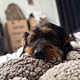 dog, sleeping, blanket, cozy, close_up, indoor, pet, furry, resting, brown, black, curtains, cardboard_boxes, soft_texture, relaxation, home, blurred_background, cute, animal, nap