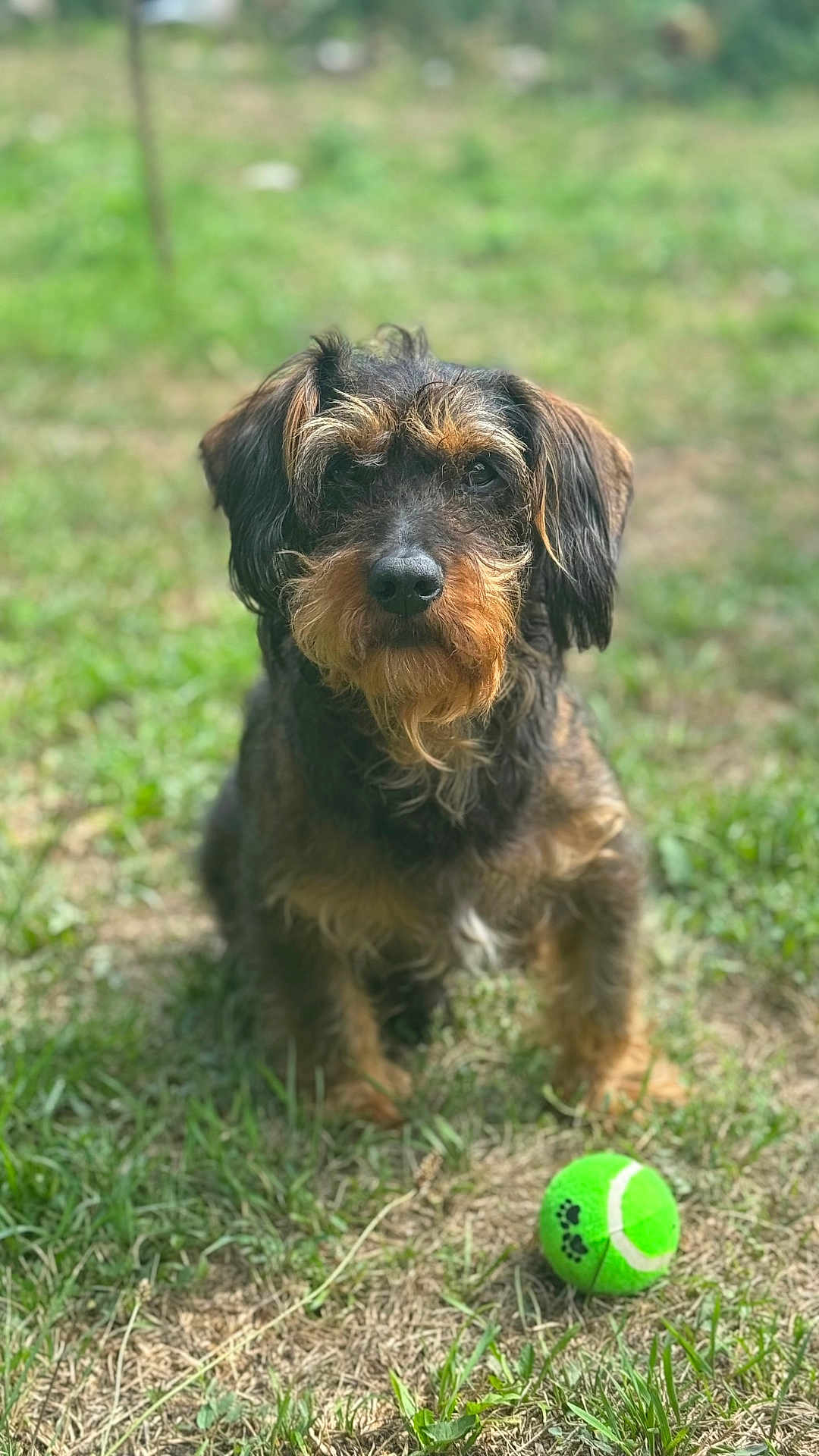 Tyson participe au concours pour gagner de l'argent avec cette photo : dog, tennis_ball, grass, outdoor, pet, animal, playing, brown_fur, black_fur, cute, sitting, nature, canine, fur, portrait, daylight, eyes, snout, ears, ground
