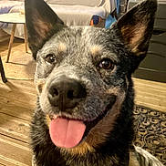 Robbie a rejoint le concours — aidez-le/la à gagner de superbes lots ! dog, tongue, close_up, indoor, wooden_floor, couch, table, happy, pet, animal, ears, black, brown, gray, fur, smiling, face, canine, domestic, friendly