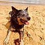 Robbie participe au concours pour gagner de l'argent avec cette photo : dog, beach, sand, water, tongue_out, happy, relaxed, wet_fur, outdoor, daylight, animal, canine, nature, coast, shore, playful, pet, summer, sunny, driftwood