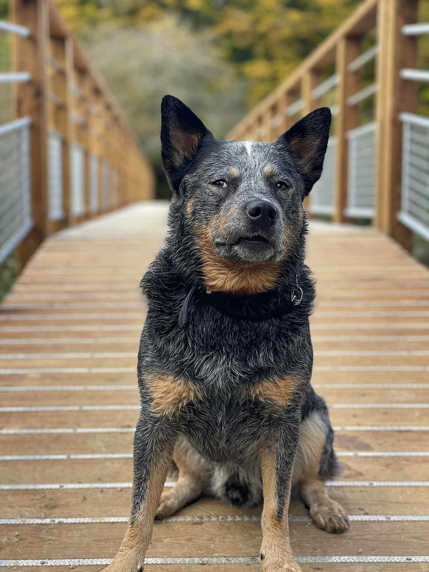 Robbie a rejoint le concours — aidez-le/la à gagner de superbes lots ! dog, animal, pet, bridge, wood, outdoor, fur, wet, nature, canine, sitting, portrait, closeup, ears, expression, leaves, background_blur, collar, paw, daylight