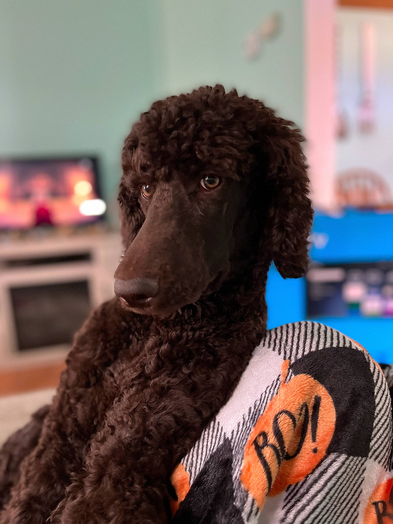 Aria is registered to the contest to win money with this photo: canidae, carnivore, collar, companion_dog, dog, dog_breed, dog_supply, event, fur, non_sporting_group, pet_supply, poodle, snout, sporting_group, standard_poodle, terrestrial_animal, terrier, toy_dog, water_dog, working_animal
