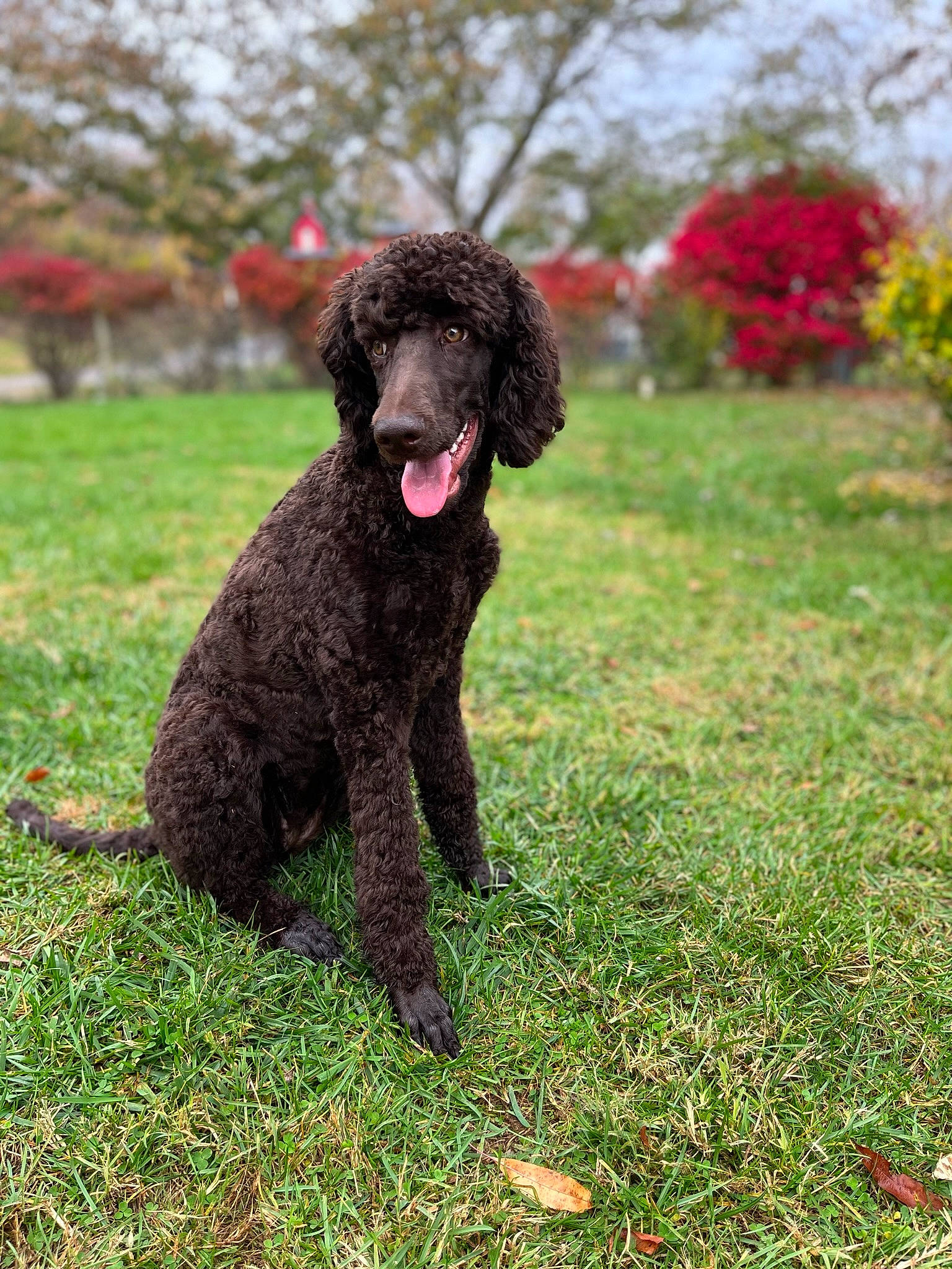 Aria joined the competition — help win amazing prizes! canidae, carnivore, companion_dog, dog, dog_breed, grass, irish_water_spaniel, liver, non_sporting_group, plant, poodle, poodle_crossbreed, sky, spaniel, sporting_group, standard_poodle, terrier, tree, water_dog, working_animal
