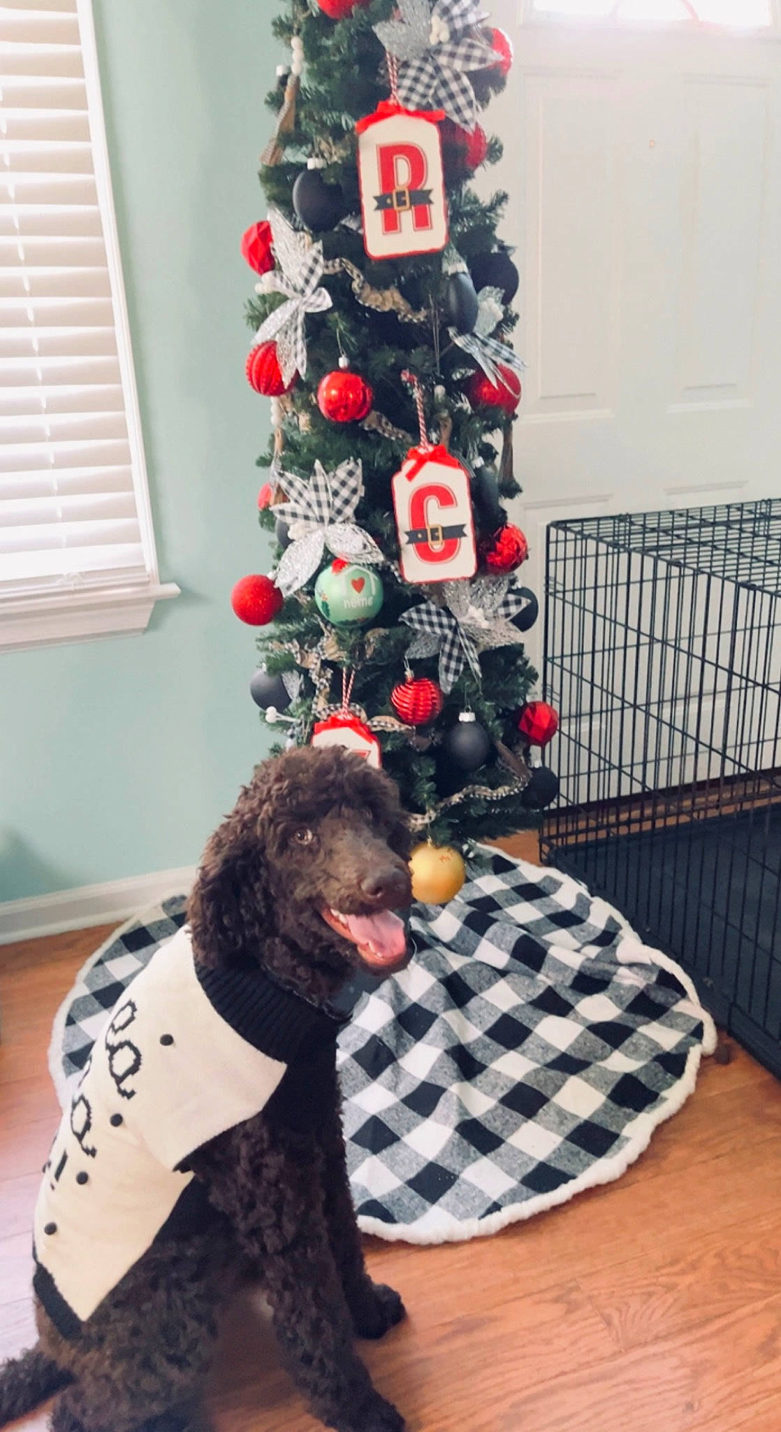 Aria is registered to the contest to win money with this photo: carmine, carnivore, christmas_decoration, christmas_ornament, christmas_tree, companion_dog, dog, dog_breed, event, holiday, holiday_ornament, ornament, red, stuffed_toy, tartan, textile, toy, tree, window, window_blind