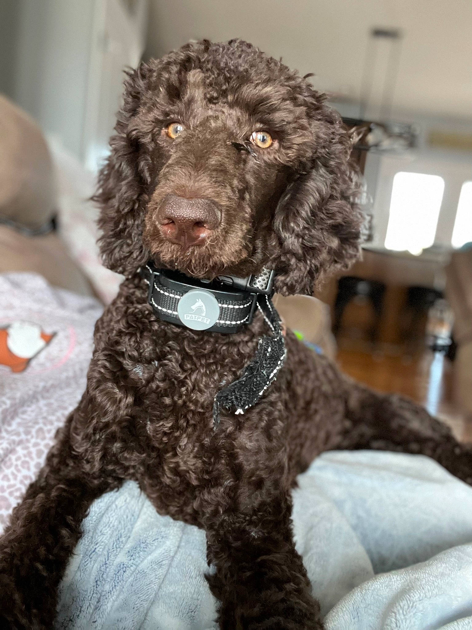 Aria is registered to the contest to win money with this photo: canidae, carnivore, collar, companion_dog, dog, dog_breed, dog_collar, fur, labradoodle, liver, non_sporting_group, pet_supply, poodle, snout, sporting_group, standard_poodle, terrier, toy_dog, water_dog, working_animal