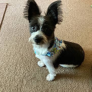 Hank joined the competition — help win amazing prizes! dog, small_dog, black_and_white, ears, fluffy_ears, bandana, carpet, indoor, pet, animal, cute, sitting, toy, floor, fur, collar, looking_up, companion, domestic_animal, curious