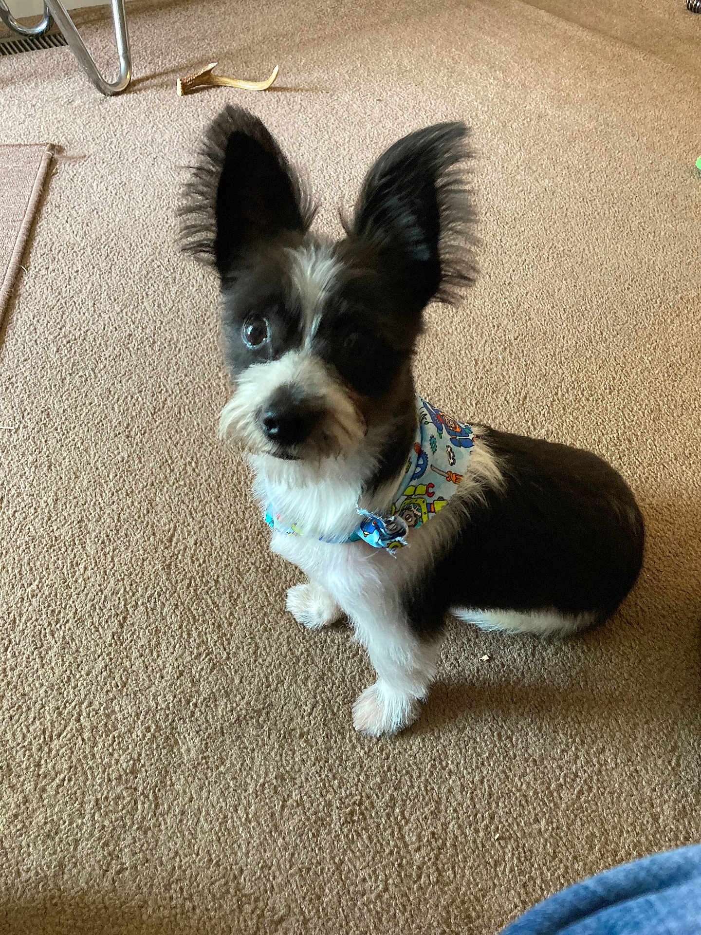 Hank joined the competition — help win amazing prizes! dog, small_dog, black_and_white, ears, fluffy_ears, bandana, carpet, indoor, pet, animal, cute, sitting, toy, floor, fur, collar, looking_up, companion, domestic_animal, curious
