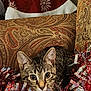 Sasha Baby joined the competition — help win amazing prizes! animal, cat, christmas, closeup, couch, cozy, curious, decorations, eyes, feline, festive, holiday, indoor, kitten, patterned_fabric, pet, red, silver, tabby, tinsel