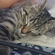 Sasha Baby is registered to the contest to win money with this photo: kitten, cat, sleeping, tabby, fur, closeup, indoor, rest, nap, cozy, bed, fabric, textile, pattern, whiskers, cute, pet, animal, domestic, relaxation