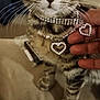 Sasha Baby is registered to the contest to win money with this photo: animal, bed, cat, close_up, collar, cute, fabric, feline, fingernails, hand, heart_shaped, indoor, jewelry, kitten, paw, pet, portrait, rhinestone, tabby, whiskers