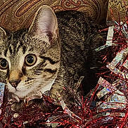Sasha Baby joined the competition — help win amazing prizes! alert, animal, cat, closeup, curious, cute, decorations, domestic, ears, feline, festive, holiday, indoor, patterned_background, pet, playful, shiny, tabby, tinsel, whiskers