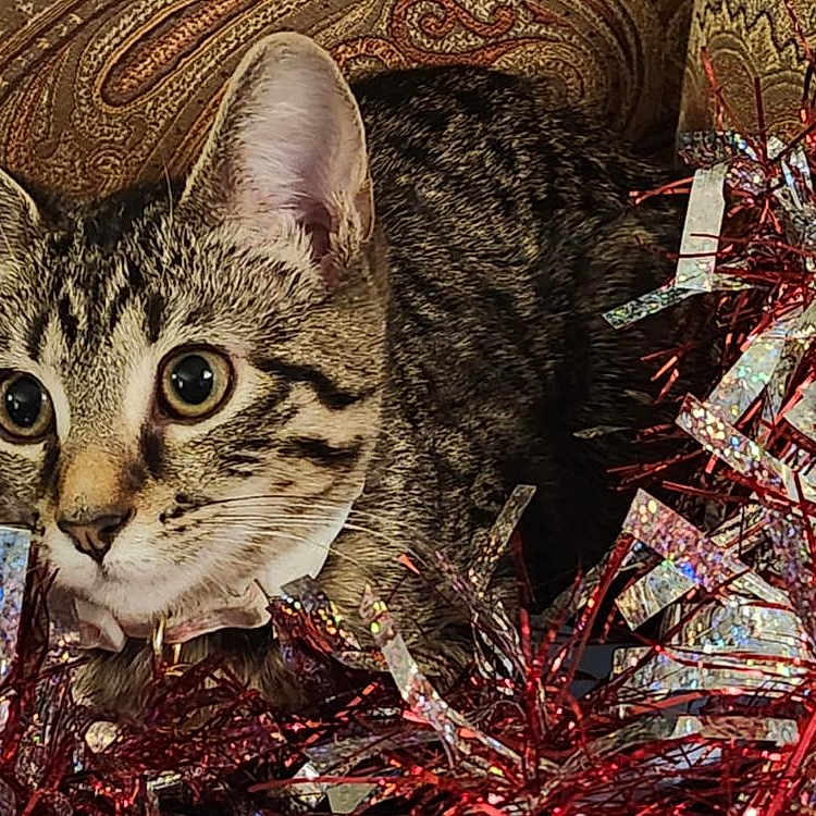 Sasha Baby joined the competition — help win amazing prizes! alert, animal, cat, closeup, curious, cute, decorations, domestic, ears, feline, festive, holiday, indoor, patterned_background, pet, playful, shiny, tabby, tinsel, whiskers