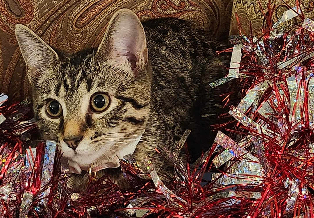Sasha Baby joined the competition — help win amazing prizes! alert, animal, cat, closeup, curious, cute, decorations, domestic, ears, feline, festive, holiday, indoor, patterned_background, pet, playful, shiny, tabby, tinsel, whiskers