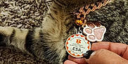 Sasha Baby joined the competition — help win amazing prizes! accessory, animal, carpet, cat, closeup, collar, cute, domestic_cat, emotional_support_animal, feline, fur, hand, indoor, paw_print_charm, pet, relaxing, resting, striped, tabby, tags