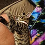 Sasha Baby is registered to the contest to win money with this photo: cat, kitten, sleeping, tabby, collar, paw, leg, blanket, colorful, fleece, cozy, indoor, pet, fur, striped, resting, human, relaxation, closeup, comfort