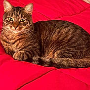 Lilo is registered to the contest to win money with this photo: animal, bed, cat, companion, cozy, cute, domestic, ears, feline, fur, indoor, pet, quilt, red, relaxed, resting, sleepy, tabby, tail, whiskers