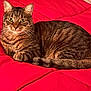animal, bed, cat, companion, cozy, cute, domestic, ears, feline, fur, indoor, pet, quilt, red, relaxed, resting, sleepy, tabby, tail, whiskers