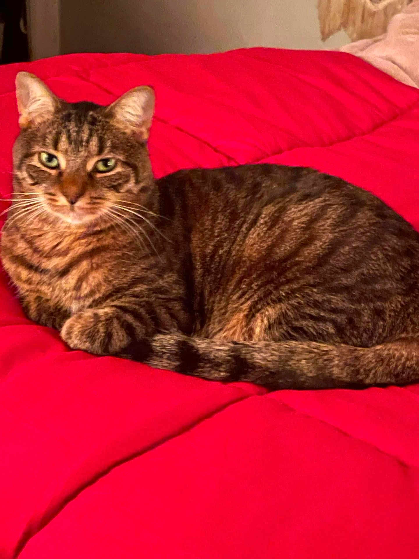 Lilo is registered to the contest to win money with this photo: animal, bed, cat, companion, cozy, cute, domestic, ears, feline, fur, indoor, pet, quilt, red, relaxed, resting, sleepy, tabby, tail, whiskers
