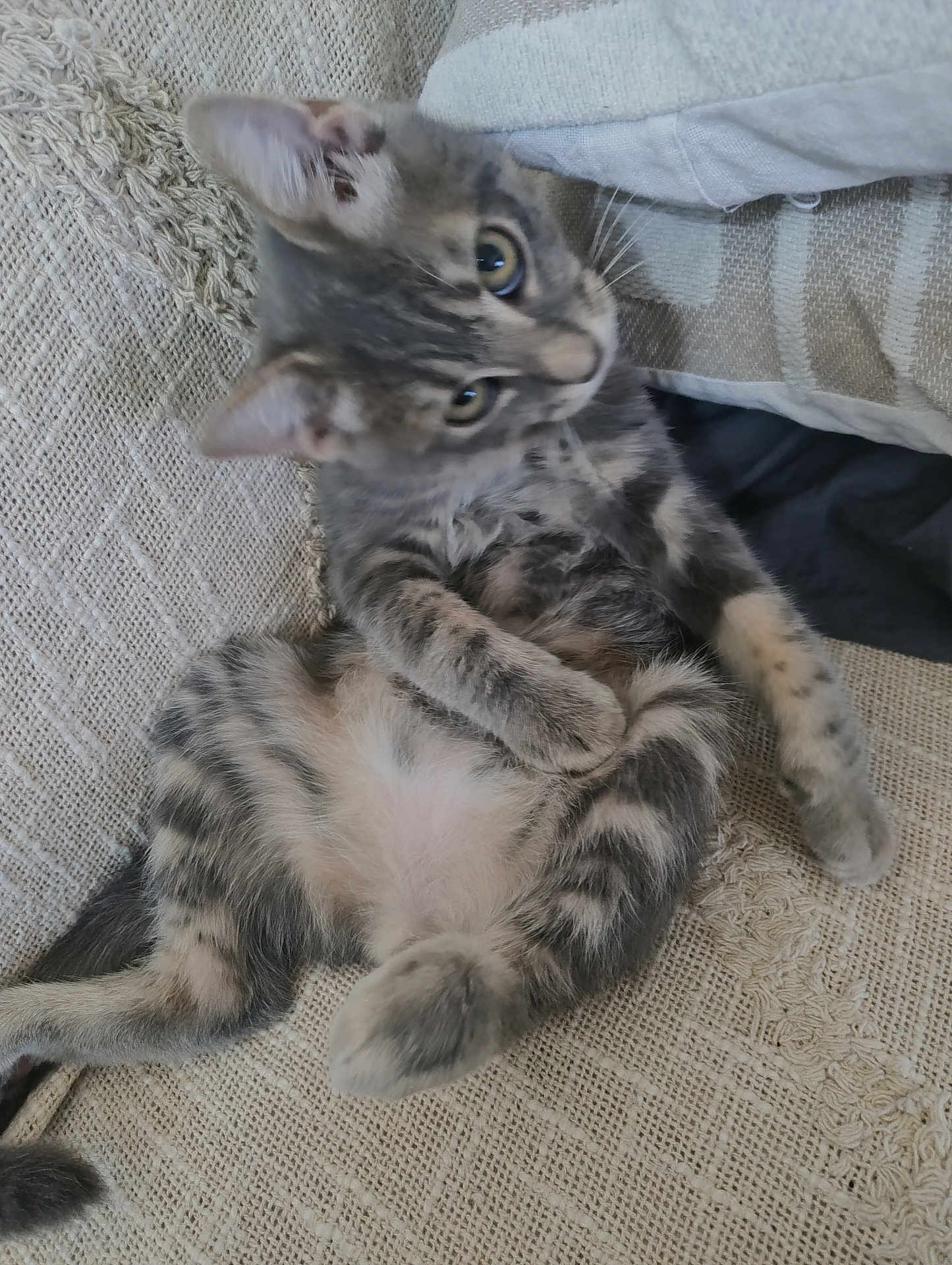 Aslan participe au concours pour gagner de l'argent avec cette photo : kitten, cat, pet, feline, animal, cute, couch, fabric, texture, relaxed, sitting, paw, striped, fur, whiskers, indoor, home, curious, young, playful