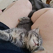 Aslan participe au concours pour gagner de l'argent avec cette photo : kitten, cat, sleeping, pet, animal, furry, cute, lap, relaxing, cozy, indoor, resting, soft, small, young, fur, person, legs, comfort, domestic
