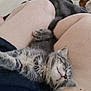 kitten, cat, sleeping, pet, animal, furry, cute, lap, relaxing, cozy, indoor, resting, soft, small, young, fur, person, legs, comfort, domestic