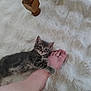 Aslan a rejoint le concours — aidez-le/la à gagner de superbes lots ! kitten, cat, foot, human, paw, gray_cat, carpet, furry, cute, pet, indoor, animal, claw, playful, resting, cozy, soft, small, domestic_cat, floor