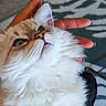 animal, blanket, cat, close_up, cozy, cream_fur, ears, fluffy, fur, green_eyes, hand, indoor, long_hair, pet, pink_nose, playful, portrait, relaxed, whiskers, white_fur