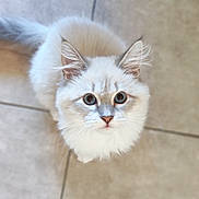 Billy a rejoint le concours — aidez-le/la à gagner de superbes lots ! cat, kitten, fluffy, long_hair, cream_colored, white, blue_eyes, round_eyes, face, whiskers, ears, nose, pink_nose, fur, pet, animal, close_up, portrait, indoor, tile_floor