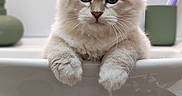 Billy participe au concours pour gagner de l'argent avec cette photo : bathroom, blue_eyes, cat, close_up, containers, countertop, cream_colored, curious, cute, fluffy, home, indoor, kitten, long_hair, paws, pointed_ears, portrait, sink, sitting, whiskers