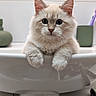 Billy participe au concours pour gagner de l'argent avec cette photo : cat, kitten, fluffy, cream_colored, blue_eyes, long_hair, whiskers, pointed_ears, paws, portrait, close_up, sitting, indoor, bathroom, sink, countertop, containers, home, cute, curious