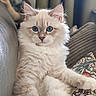 Billy a rejoint le concours — aidez-le/la à gagner de superbes lots ! cat, kitten, fluffy, cream_colored, blue_eyes, long_fur, sitting, paws, portrait, closeup, indoor, couch, cushion, patterned_fabric, curtains, home, cozy, pet, adorable, animal