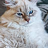 Billy a rejoint le concours — aidez-le/la à gagner de superbes lots ! animal, bedding, blue_eyes, cat, close_up, cozy, cream_colored, ears, feline, fluffy, fur, indoor, longhaired, looking_at_camera, pet, photography, portrait, relaxed, soft_lighting, whiskers