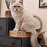 cat, fluffy, long_hair, cream_colored, blue_eyes, sitting, portrait, indoors, dresser, wooden_box, tail, furniture, home_decor, diffuser, framed_art, bicycle_wheel, mirror, cozy, pet, photography