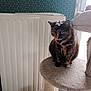 animal, blue_wallpaper, cat, cat_tree, cute, domestic, feline, fur, gift_bow, home, indoor, natural_light, patterned_wall, pet, pet_accessory, platform, radiator, sitting, tortoiseshell_cat, window