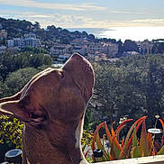Pacha participe au concours pour gagner de l'argent avec cette photo : aloe_plant, balcony, brown_dog, coastline, dog, dog_face, head_tilt, houses, looking_up, pet, plants, portrait, profile_view, sea, sky, succulent, sunlight, trees, village, white_marking