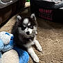 King is registered to the contest to win money with this photo: puppy, dog, blue_eyes, stuffed_animal, carpet, indoor, pet, fluffy, black_and_white, cute, toy, young, small, animal, companion, home, playful, lying_down, curious, cozy