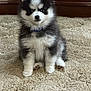King joined the competition — help win amazing prizes! puppy, dog, fluffy, black_and_white, carpet, indoor, pet, cute, small_dog, sitting, fur, collar, animal, young, portrait, looking_at_camera, domestic, wooden_furniture, house, curious