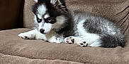 King is registered to the contest to win money with this photo: puppy, dog, black_and_white, fluffy, couch, indoor, pet, fur, cute, small_dog, resting, canine, animal, cozy, domestic, young, paw, ears, looking, relaxed
